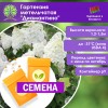 Гортензия метельчатая «Диамантино» (СЕМЕНА) - саженцы из питомника Гортензия метельчатая «Диамантино» (СЕМЕНА) - саженцы из питомника