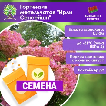 Гортензия метельчатая «Ирли Сенсейшн» (СЕМЕНА)