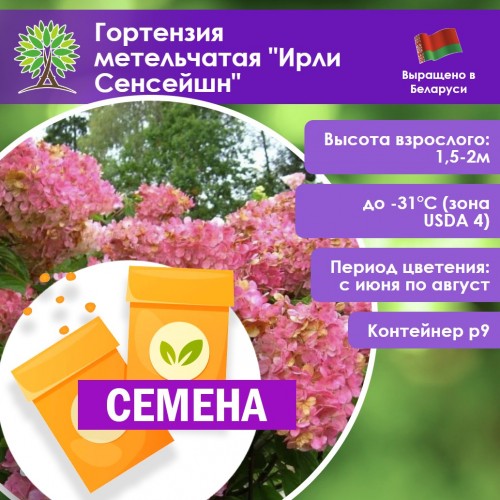 Гортензия метельчатая «Ирли Сенсейшн» (СЕМЕНА) - саженцы из питомника