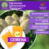 Гортензия метельчатая «Геркулес» (СЕМЕНА) - саженцы из питомника