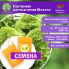 Гортензия метельчатая Мохито (СЕМЕНА) - саженцы из питомника