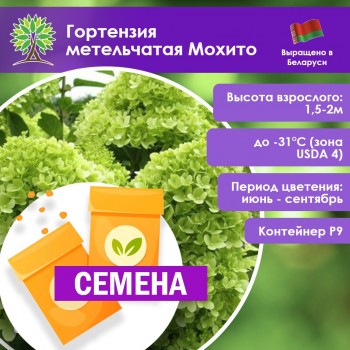Гортензия метельчатая Мохито (СЕМЕНА)