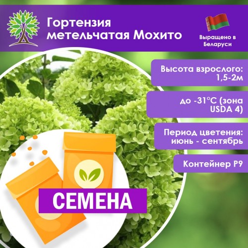 Гортензия метельчатая Мохито (СЕМЕНА) - саженцы из питомника