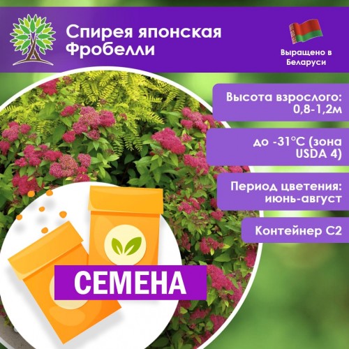Спирея японская Фробелли (СЕМЕНА) - саженцы из питомника