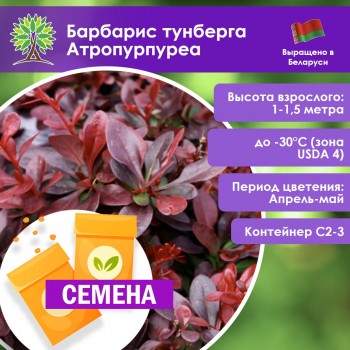 Барбарис тунберга Атропурпуреа (СЕМЕНА) Барбарис тунберга Атропурпуреа (СЕМЕНА)