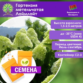 Гортензия метельчатая Лаймлайт (СЕМЕНА)