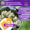 Гортензия Сильвер доллар метельчатая (СЕМЕНА) - саженцы из питомника