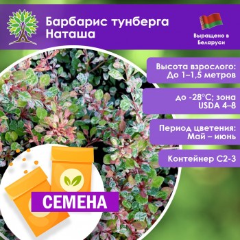 Барбарис тунберга Наташа (СЕМЕНА) Барбарис тунберга Наташа (СЕМЕНА)