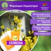 Форзиция Ледногора (СЕМЕНА) - саженцы из питомника