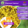 Форзиция Тарандт (СЕМЕНА) - саженцы из питомника