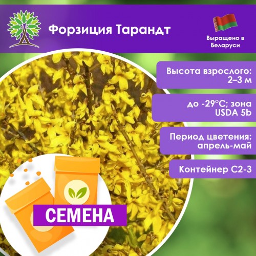 Форзиция Тарандт (СЕМЕНА) - саженцы из питомника