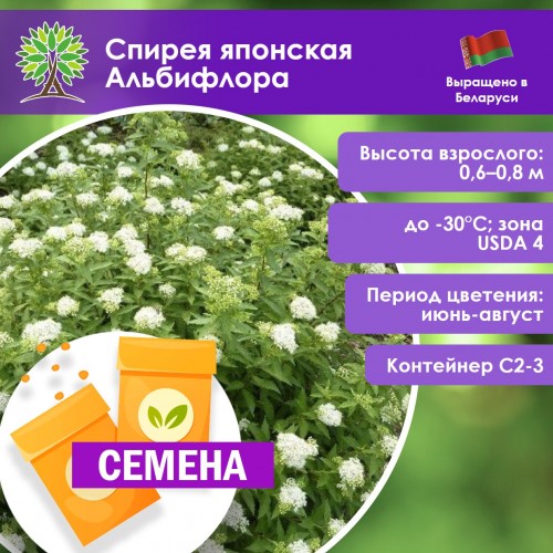 Спирея японская Альбифлора (СЕМЕНА) - саженцы из питомника