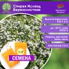 Спирея Исланд березолистная (СЕМЕНА) - саженцы из питомника