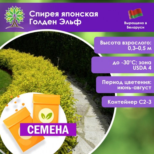 Спирея японская Голден Эльф (СЕМЕНА) - саженцы из питомника