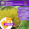 Форзиция промежуточная Малух (СЕМЕНА) - саженцы из питомника