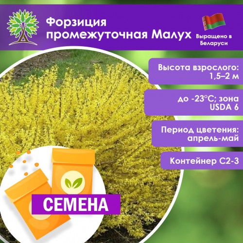 Форзиция промежуточная Малух (СЕМЕНА) - саженцы из питомника