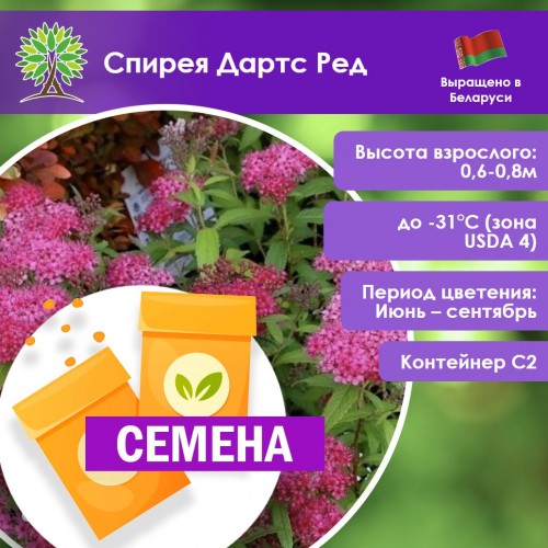 Спирея Дартс Ред (СЕМЕНА) - саженцы из питомника