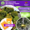 Кипарисовик Филифера Аурея Вариегата (СЕМЕНА) - саженцы из питомника