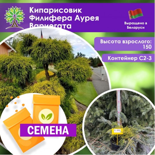 Кипарисовик Филифера Аурея Вариегата (СЕМЕНА) - саженцы из питомника