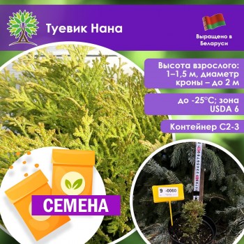 Туевик Нана (СЕМЕНА)