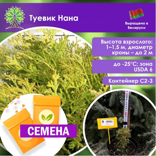 Туевик Нана (СЕМЕНА) - саженцы из питомника