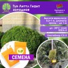 Туя Литтл Гиант западная (СЕМЕНА) - саженцы из питомника Туя Литтл Гиант западная (СЕМЕНА) - саженцы из питомника