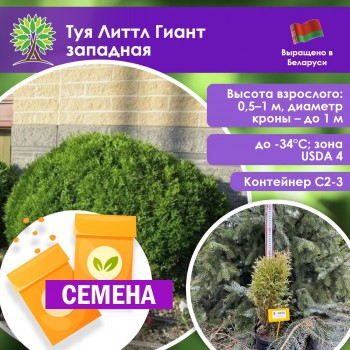 Туя Литтл Гиант западная (СЕМЕНА)