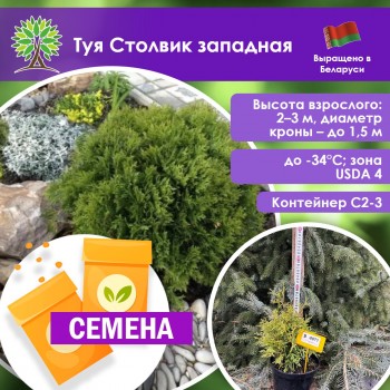 Туя Столвик западная (СЕМЕНА)
