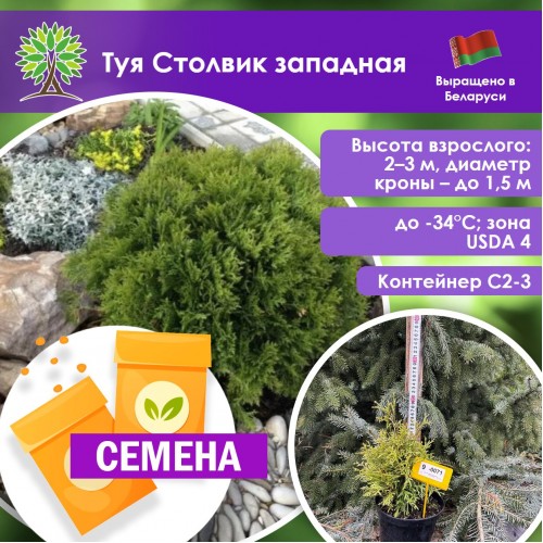 Туя Столвик западная (СЕМЕНА) - саженцы из питомника