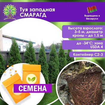 Туя западная СМАРАГД (СЕМЕНА)