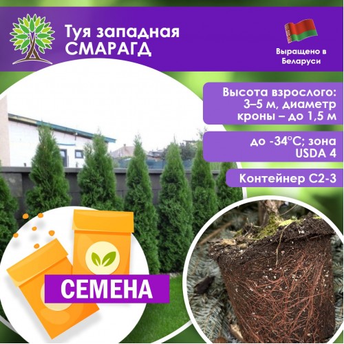 Туя западная СМАРАГД (СЕМЕНА) - саженцы из питомника