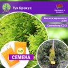 Туя Кракус (СЕМЕНА) - саженцы из питомника
