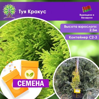 Туя Кракус (СЕМЕНА)