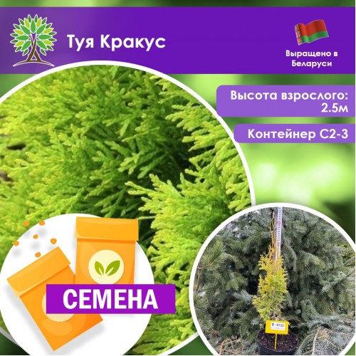 Туя Кракус (СЕМЕНА) - саженцы из питомника