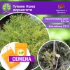 Туевик Нана вариегата (СЕМЕНА) - саженцы из питомника