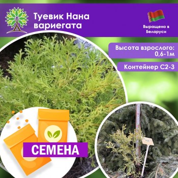 Туевик Нана вариегата (СЕМЕНА)