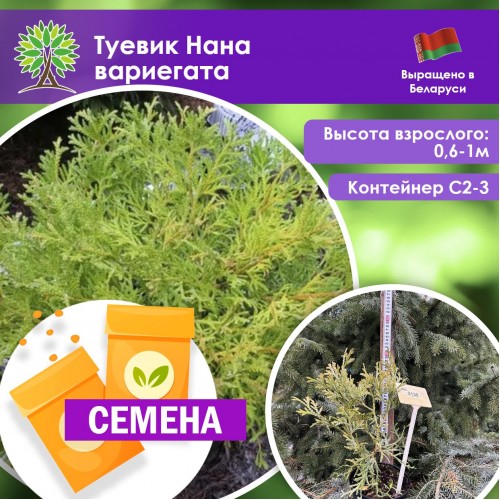 Туевик Нана вариегата (СЕМЕНА) - саженцы из питомника