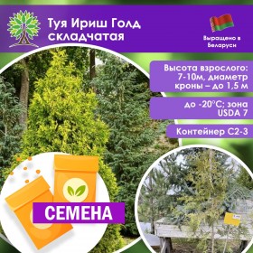 Туя Ириш Голд складчатая (СЕМЕНА)