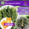 Тис средний ХИКСИ (СЕМЕНА) - саженцы из питомника