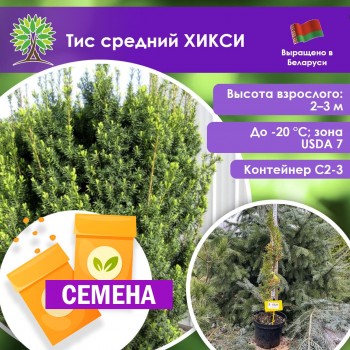 Тис средний ХИКСИ (СЕМЕНА)