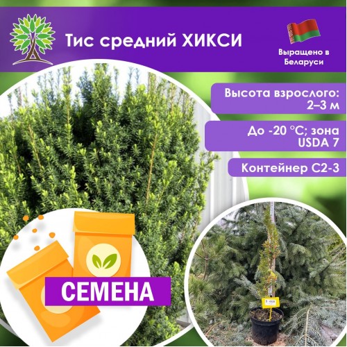 Тис средний ХИКСИ (СЕМЕНА) - саженцы из питомника