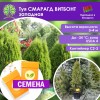 Туя СМАРАГД ВИТБОНТ западная (СЕМЕНА) - саженцы из питомника