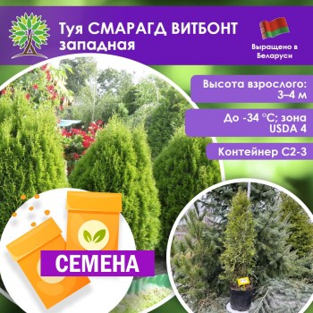 Туя СМАРАГД ВИТБОНТ западная (СЕМЕНА)
