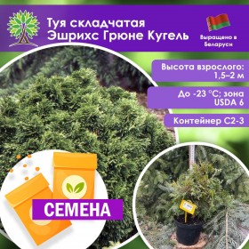 Туя складчатая Эшрихс Грюне Кугель (СЕМЕНА)