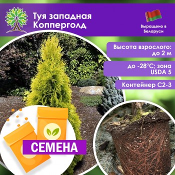 Туя западная Копперголд (СЕМЕНА)