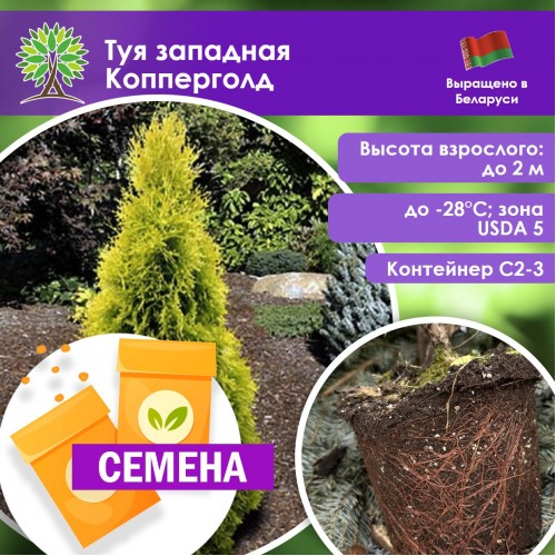 Туя западная Копперголд (СЕМЕНА) - саженцы из питомника