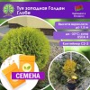 Туя западная ГОЛДЕН ГЛОБ (СЕМЕНА) - саженцы из питомника