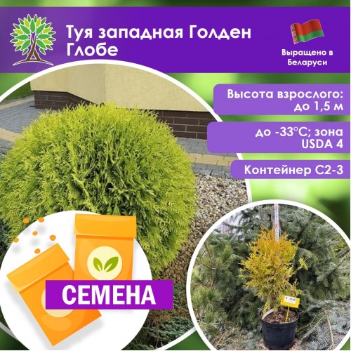 Туя западная ГОЛДЕН ГЛОБ (СЕМЕНА) - саженцы из питомника