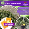 Сосна горная Хампи (СЕМЕНА) - саженцы из питомника