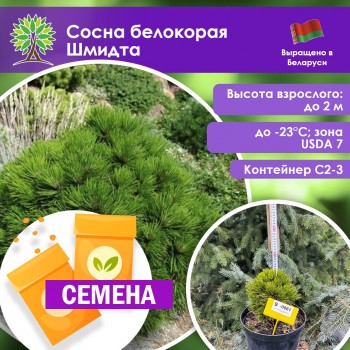 Сосна белокорая Шмидта (СЕМЕНА)